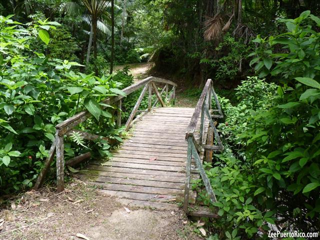 Bosque Estatal de Toro Negro